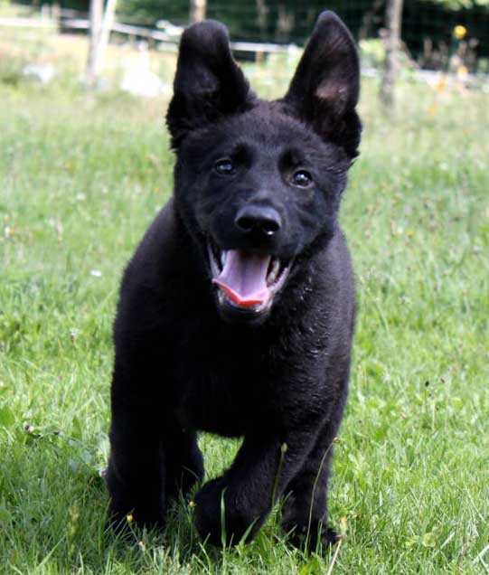 Chiots nés à l'élevage