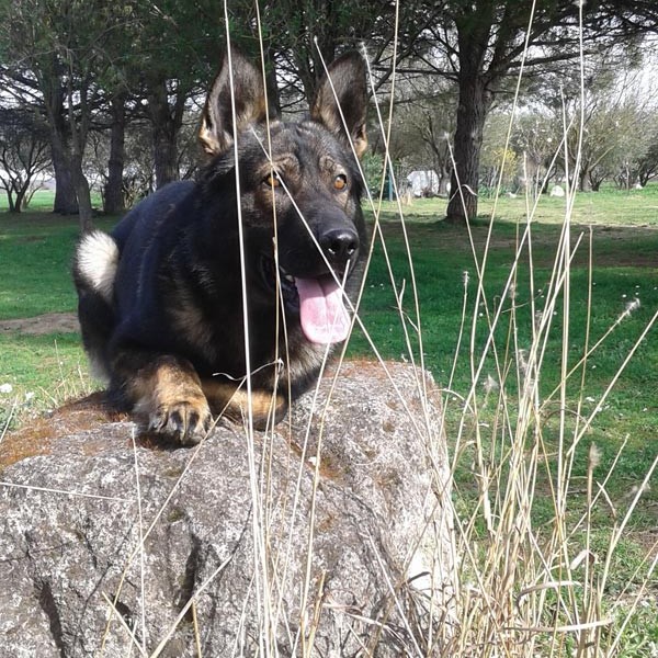 Les Légendaires Vanova - Chiens