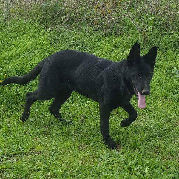 Les Légendaires Vanova - Chiens