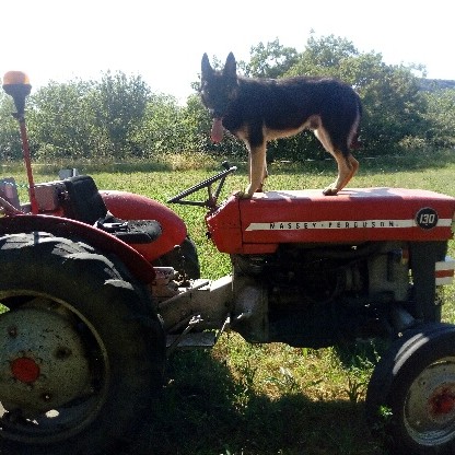 Les Légendaires Vanova - Chiens