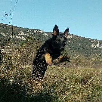 Les Légendaires Vanova - Chiens