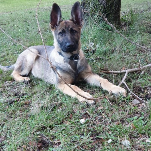 Les Légendaires Vanova - Chiens