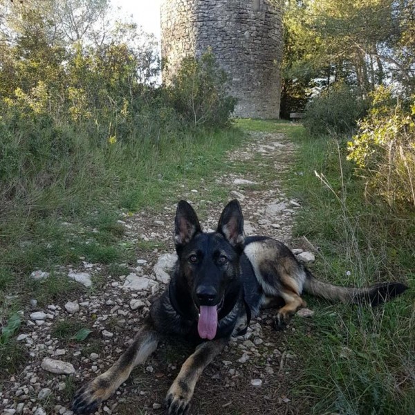 Les Légendaires Vanova - Chiens