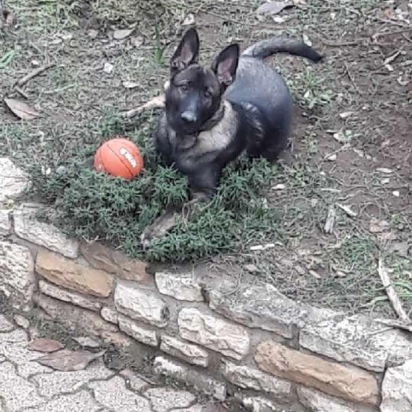 Les Légendaires Vanova - Chiens