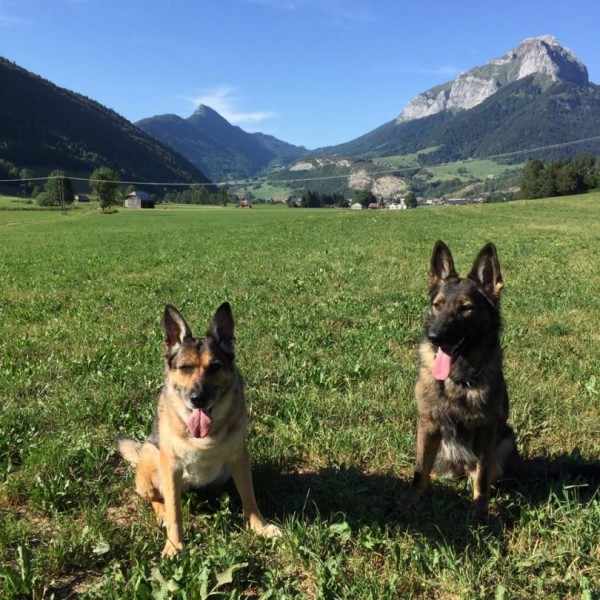 Les Légendaires Vanova - Chiens