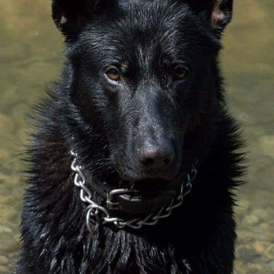 Les Légendaires Vanova - Chiens