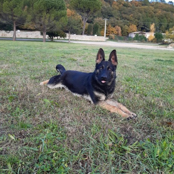 Les Légendaires Vanova - Chiens