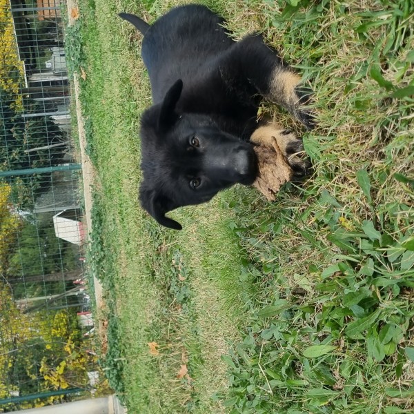 Les Légendaires Vanova - Chiots