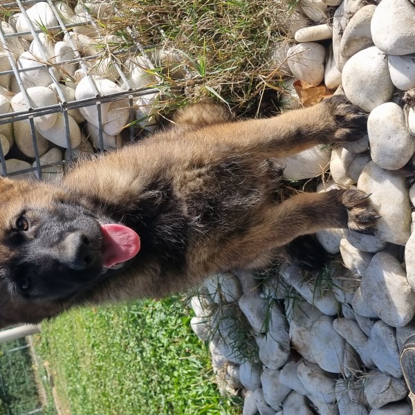 Les Légendaires Vanova - Chiots