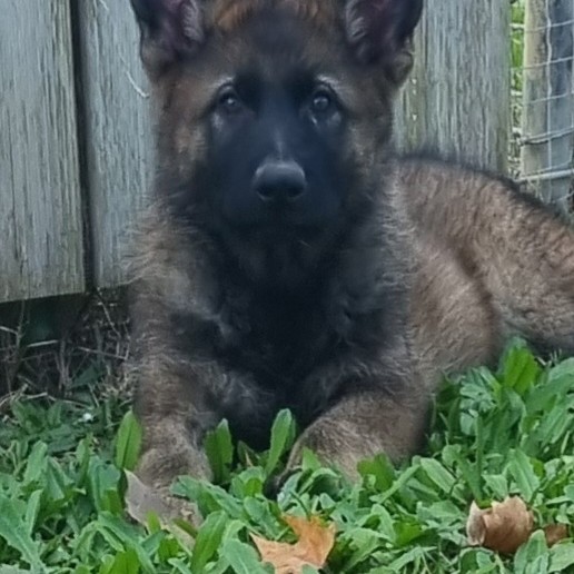 Les Légendaires Vanova - Chiots