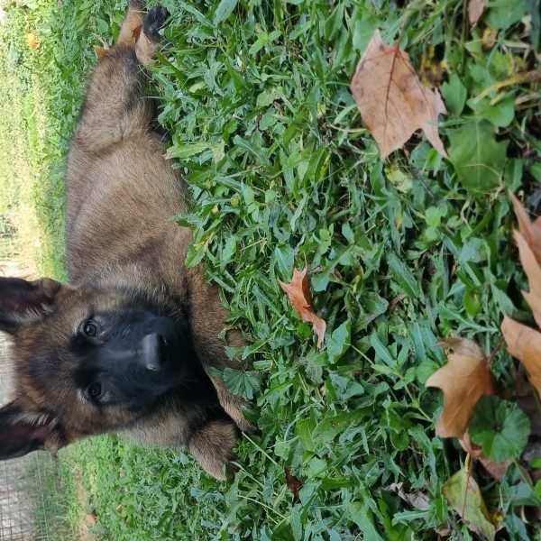 Les Légendaires Vanova - Chiots