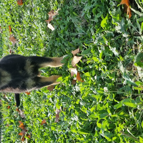 Les Légendaires Vanova - Chiots