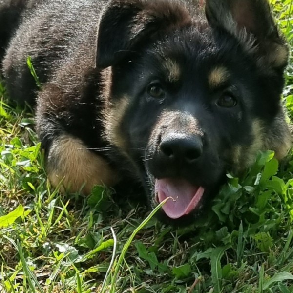 Les Légendaires Vanova - Chiots